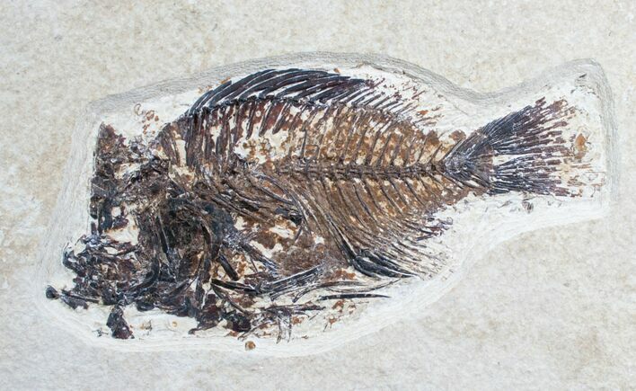 Bargain Priscacara Fossil Fish - Wyoming #7525